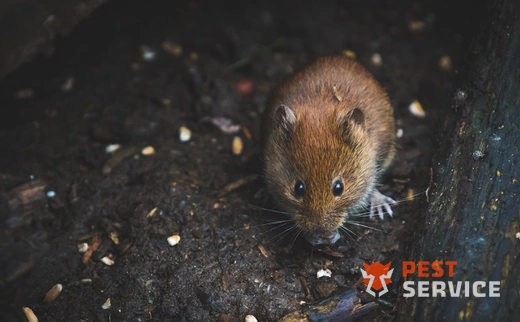 Дератизация в Оренбурге